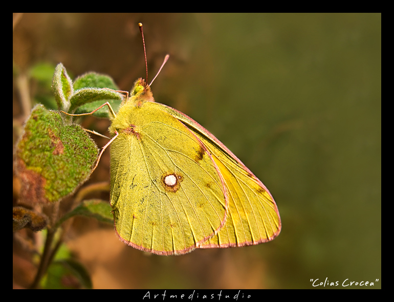 Colias crocea