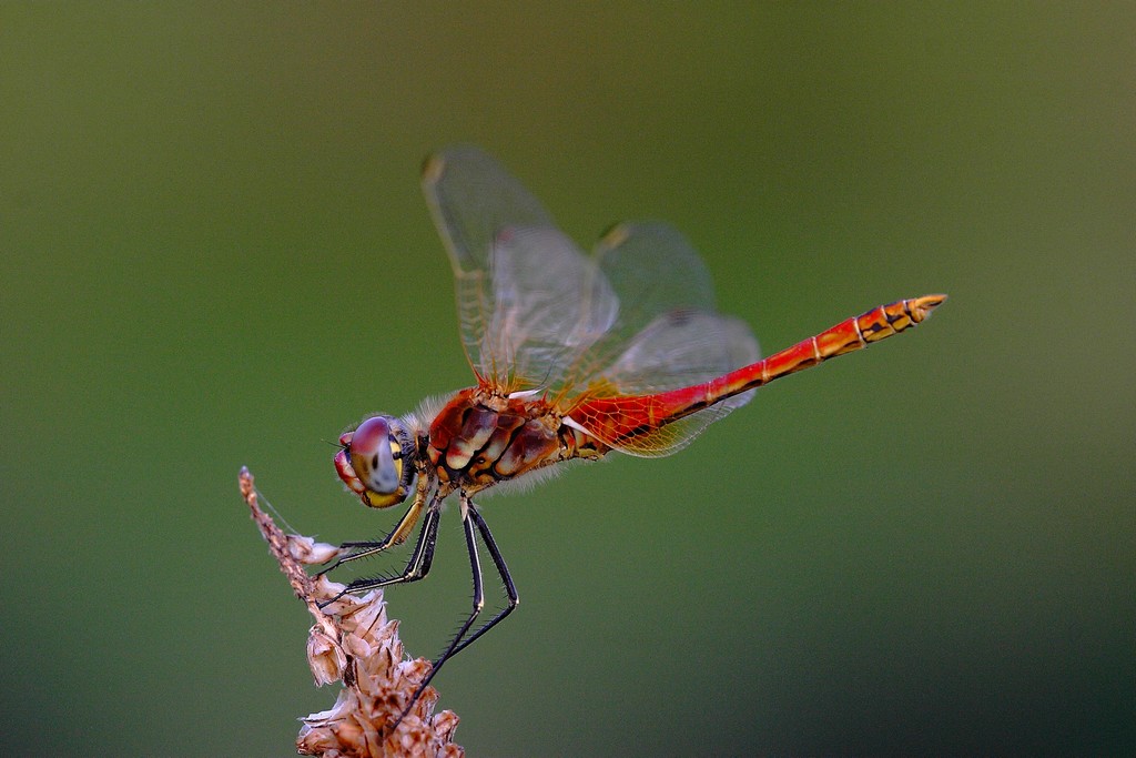 libellula
