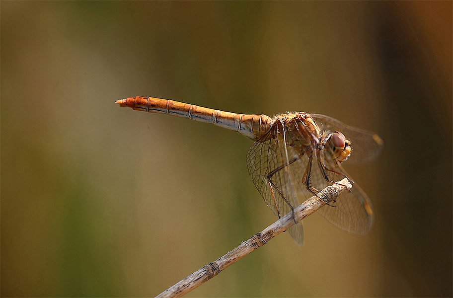 ...Piccola Libellula...!!!