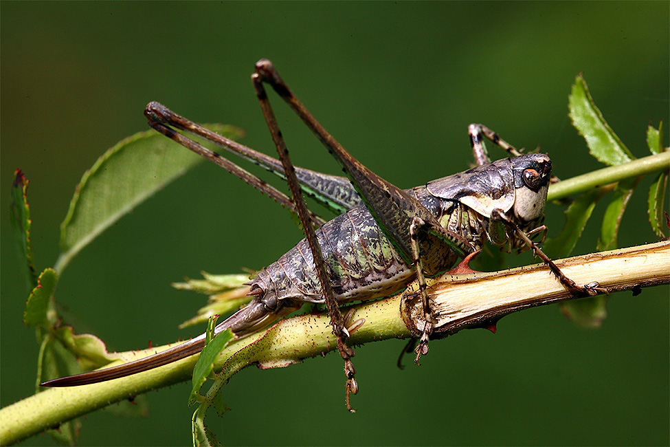 ...Mi sembra Un Armadillo...!!!