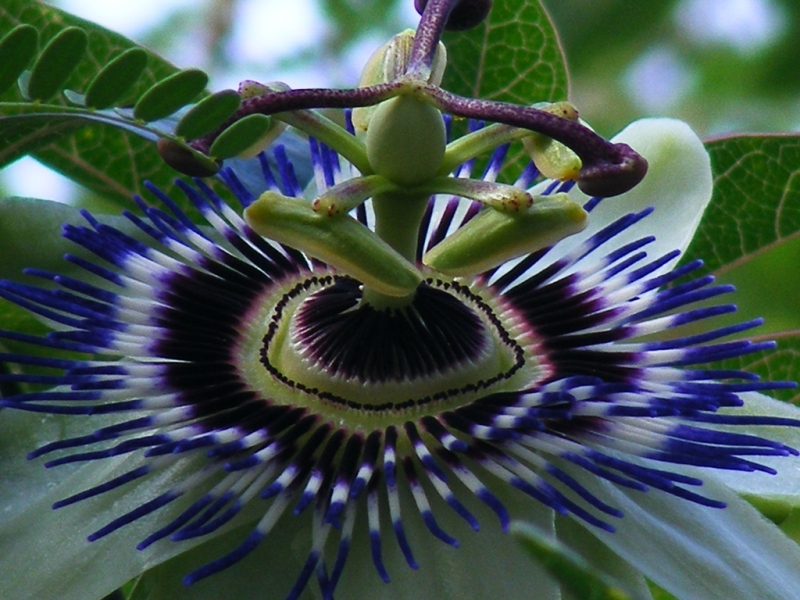 Passiflora cerulea