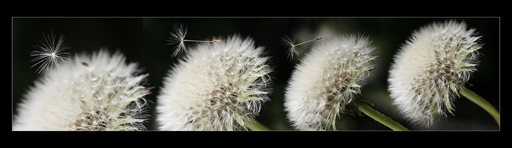 UltimiAttimi di un Addio