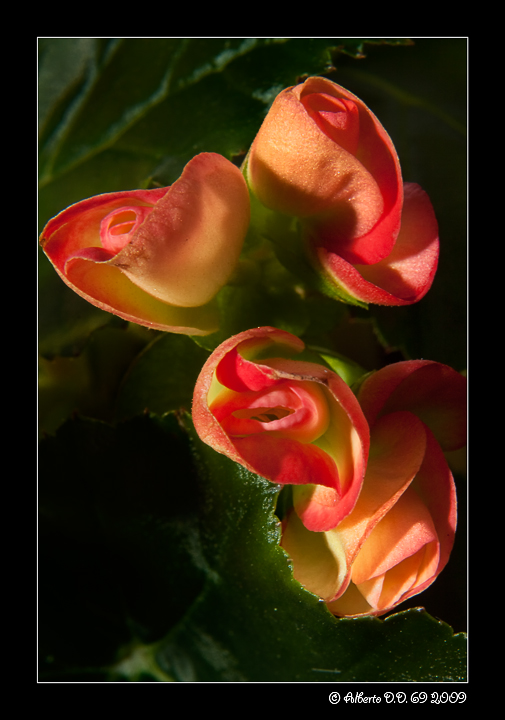 ...accarezzatadaunateneraluce...