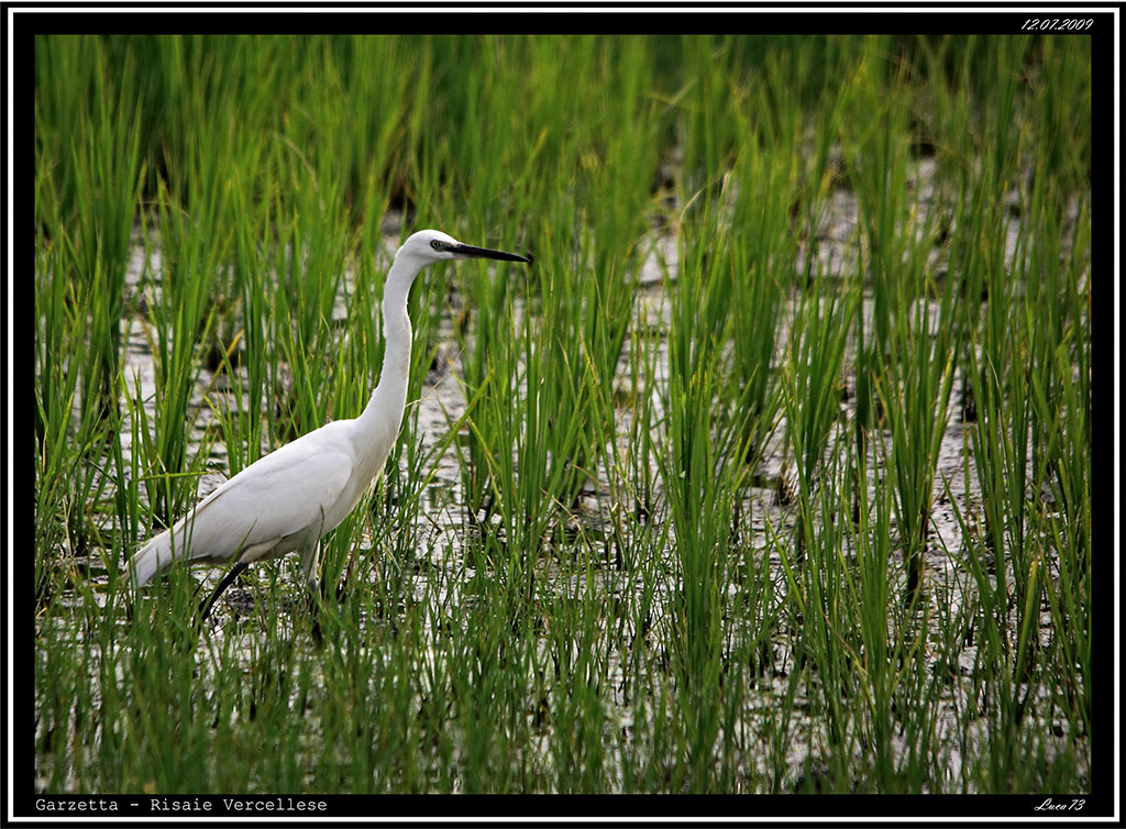 Garzetta # 17