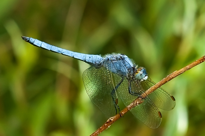 libellula azzurra2