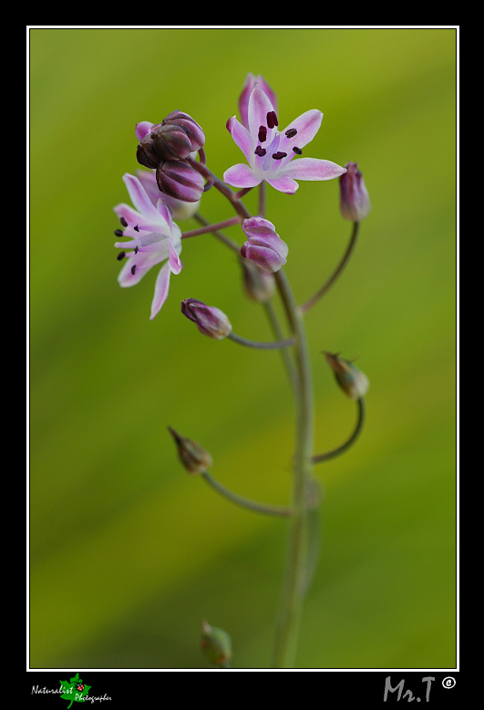 Scilla autumnalis