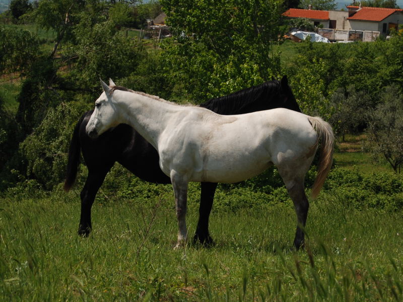 Bianco e Nero