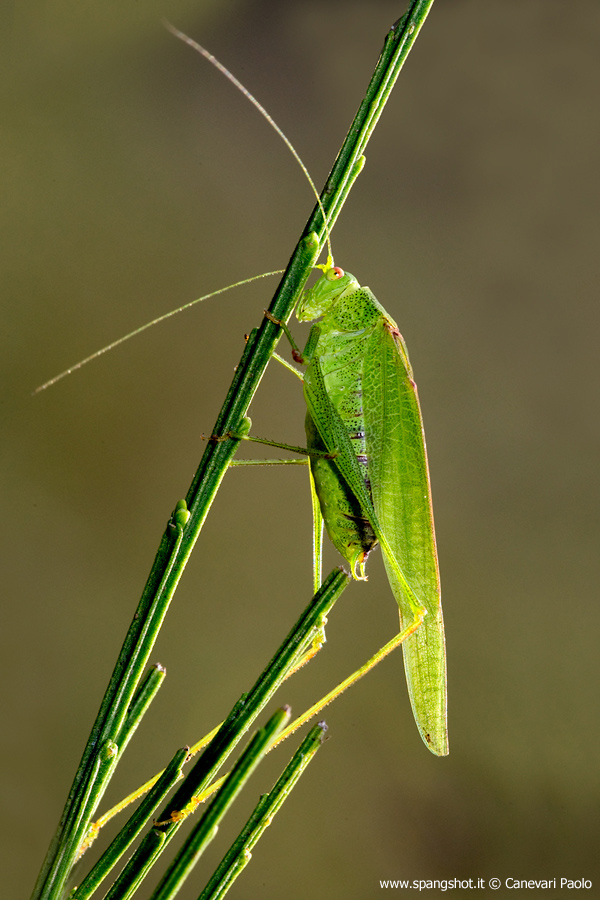 LeptophyesPunctatissima