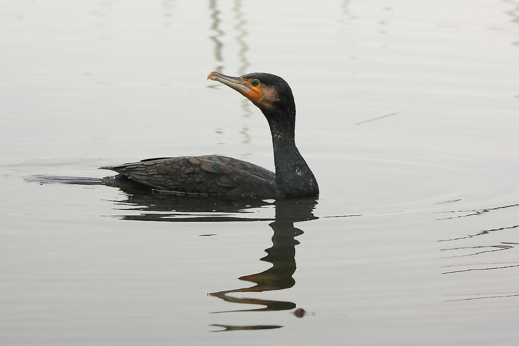 cormorano