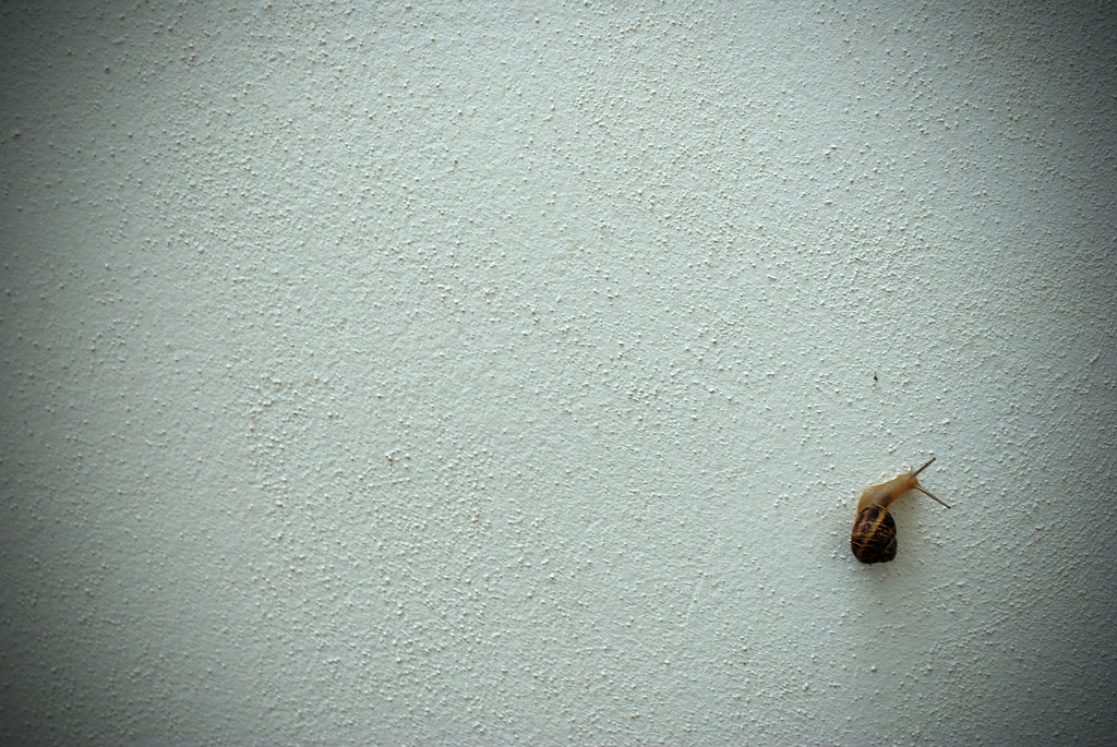 walking on the white side