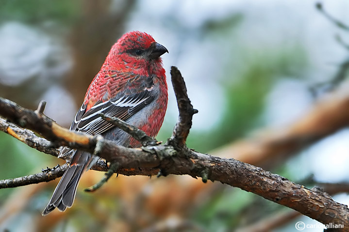 Ciuffolotto delle pinete