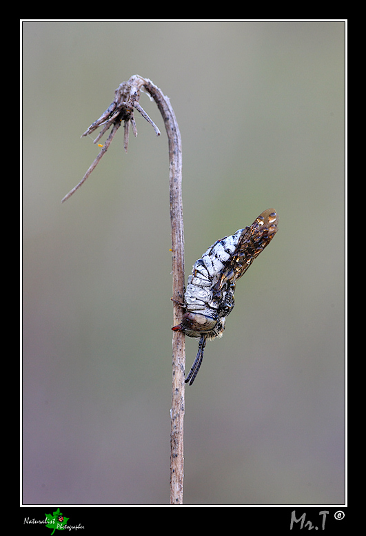 La bella addormentata....