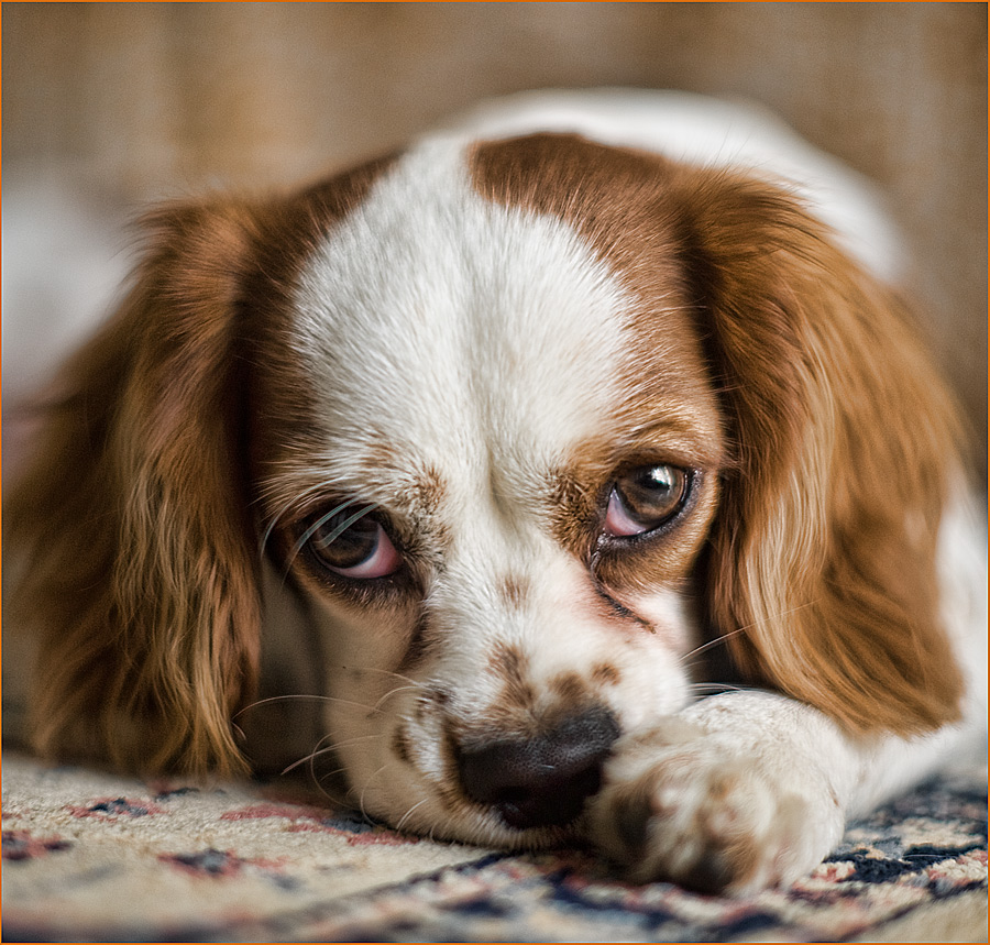 Da grande far� l' attore ..