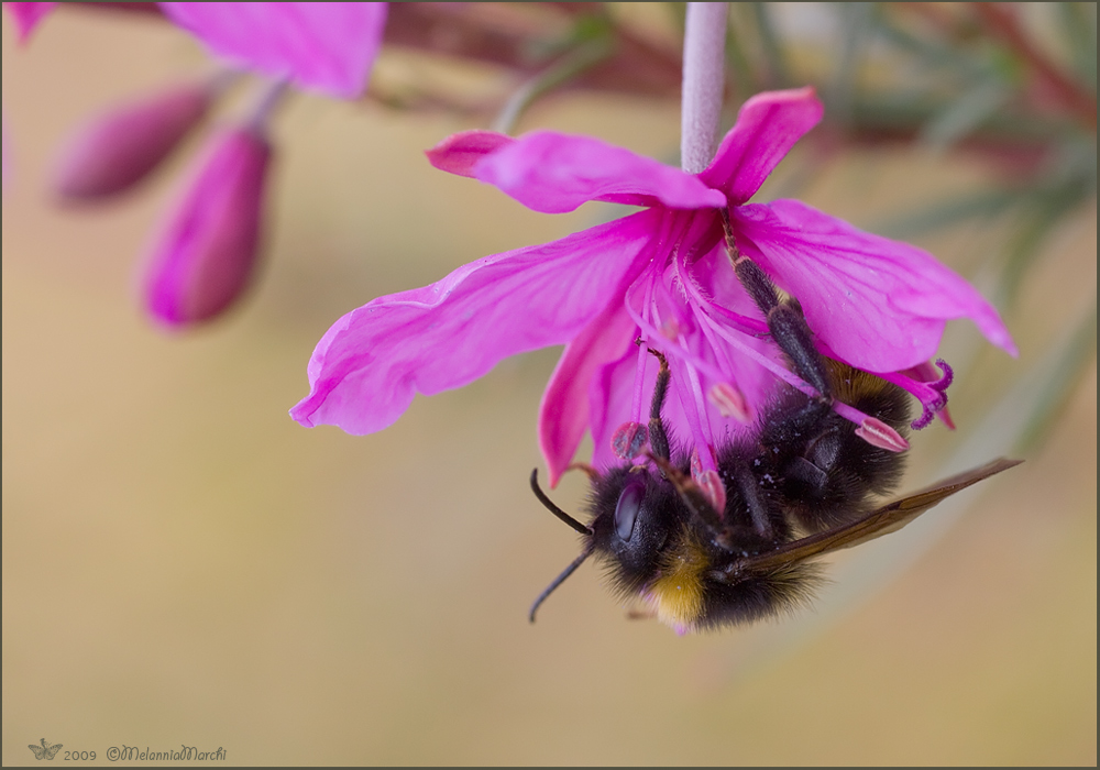 Epilobium dodonaei con bombo