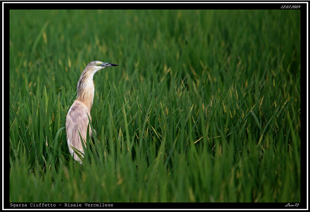 Sgarza Ciuffetto # 6