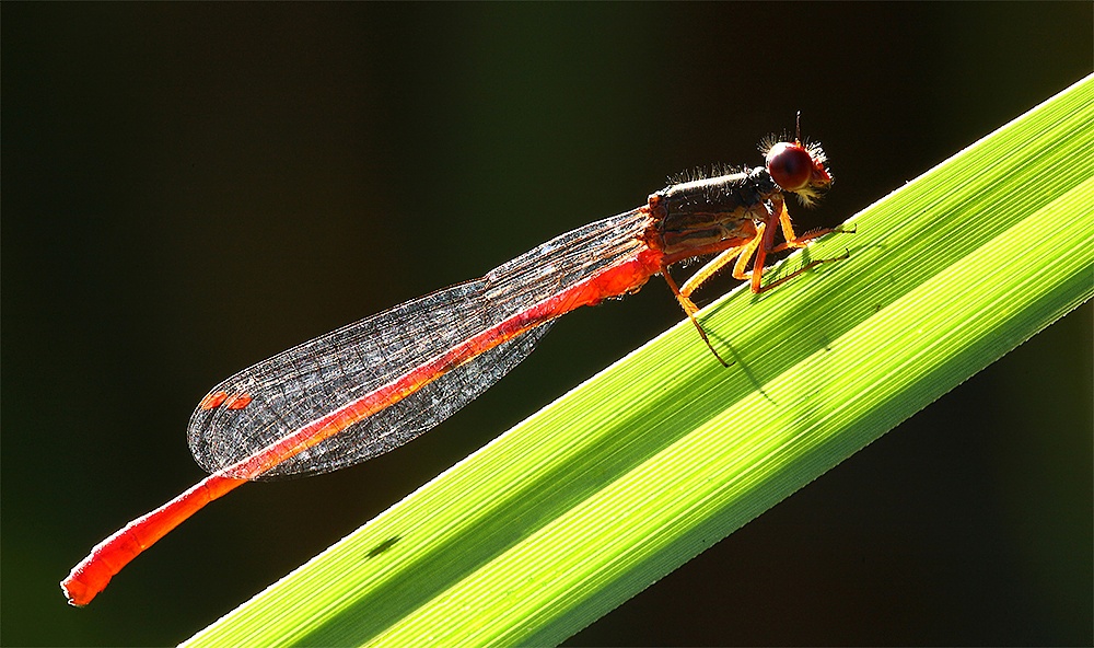 ...Dama In Controluce...!!!