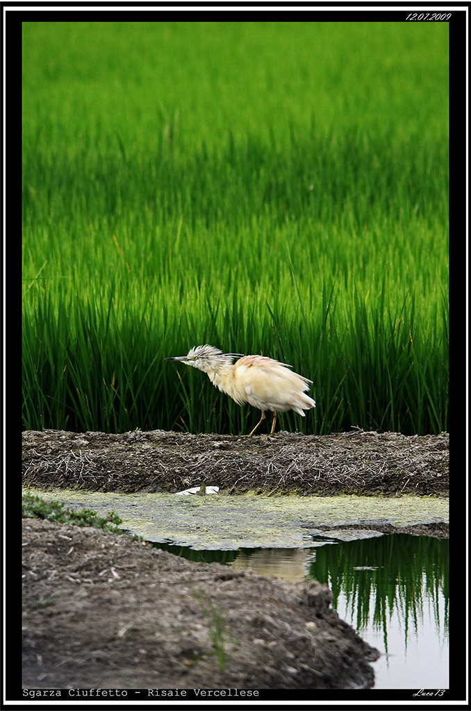 Sgarza Ciuffetto # 7