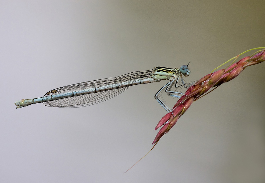 Platycnemis pennipes
