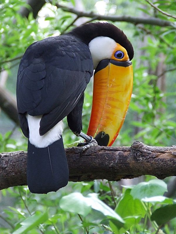 Sono un tipo timido. Cosa volete?