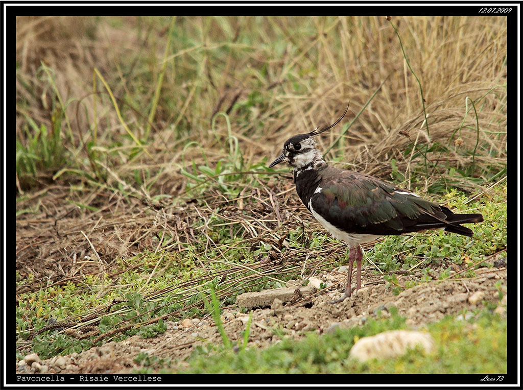 Pavoncella # 3