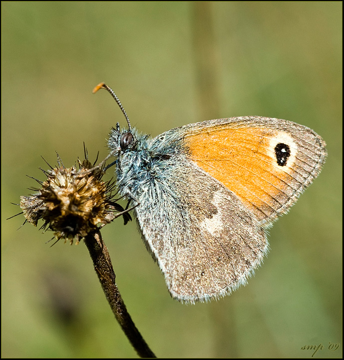 satyridae o fachiro?