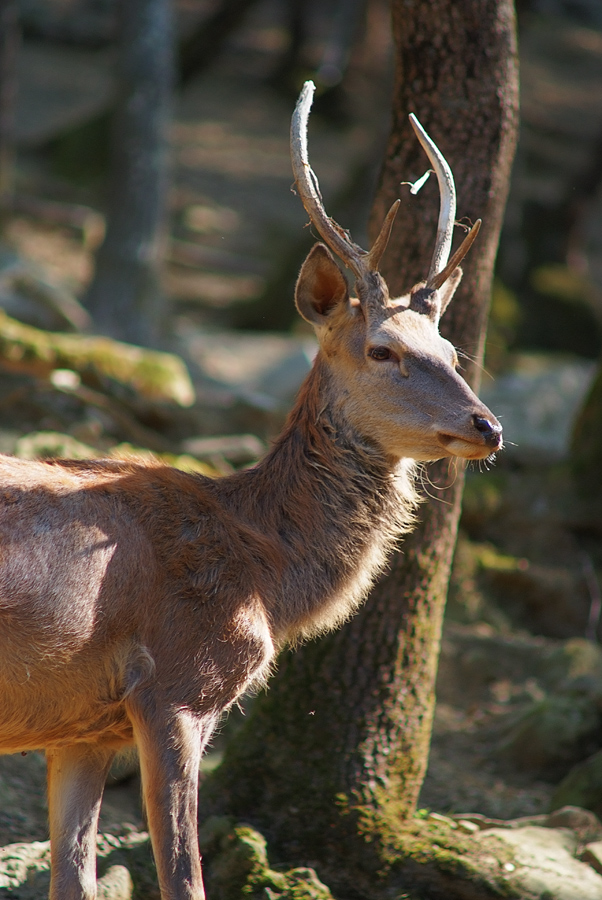 Tiepido pomeriggio per un giovane cervo (credo!)