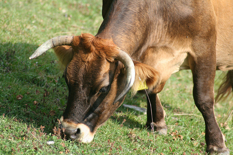 Aristide de Cornutis