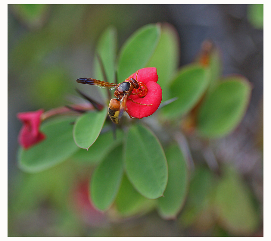 Non so come si chiama