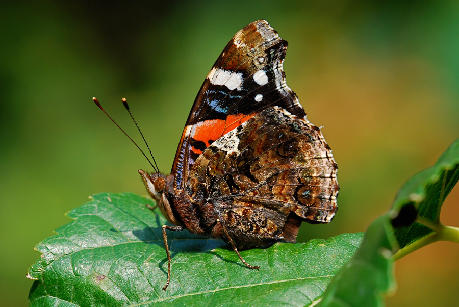 Vanessa atalanta