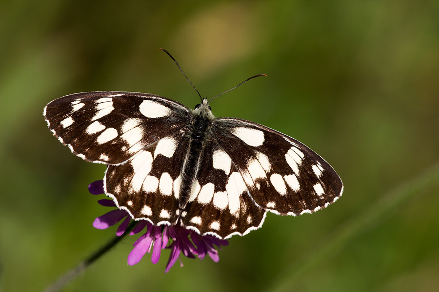 Melanargia