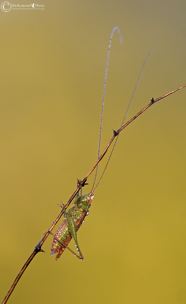 ..immerso nel giallo