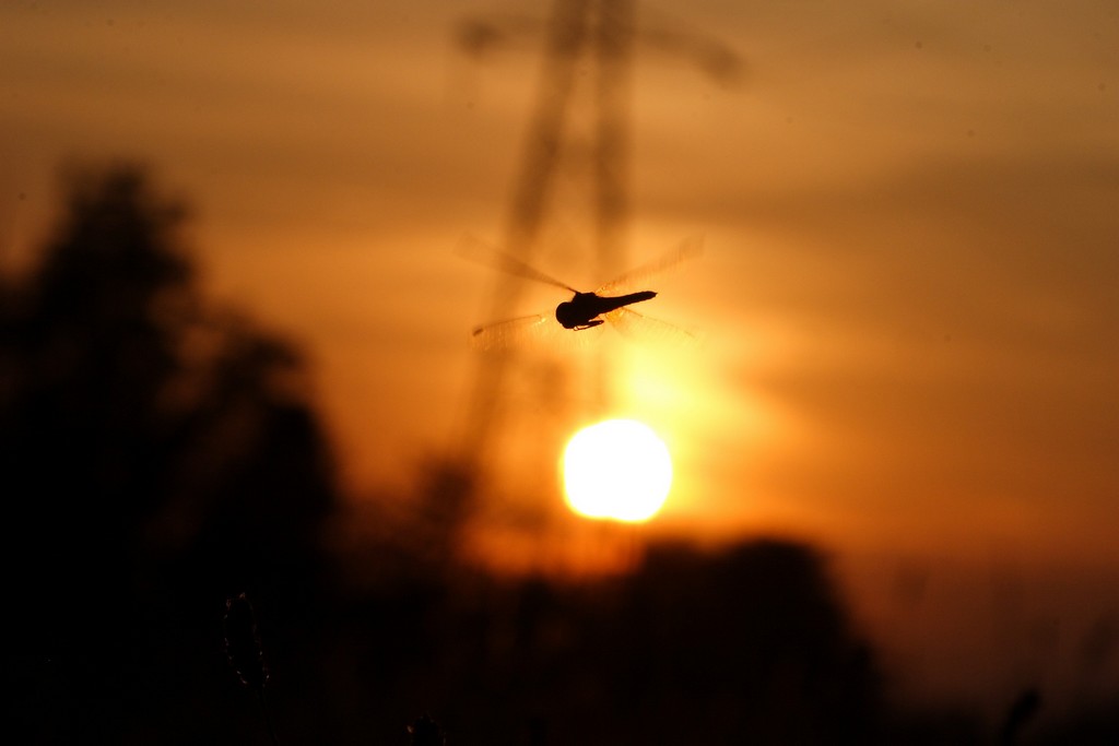 libellula in volo al tramonto!