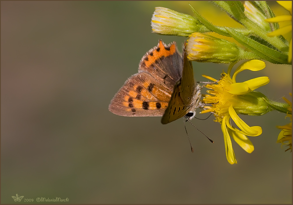Lycaena Phlaeas 01