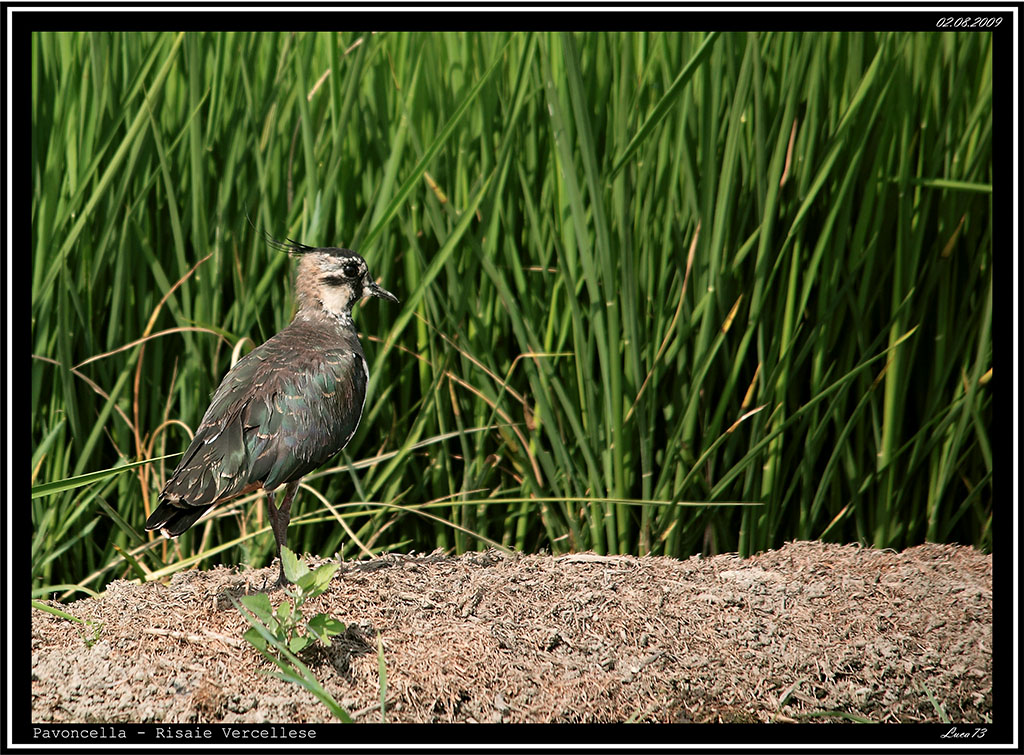 Pavoncella # 6