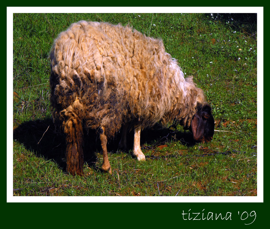 ... ma le pecore si legano????