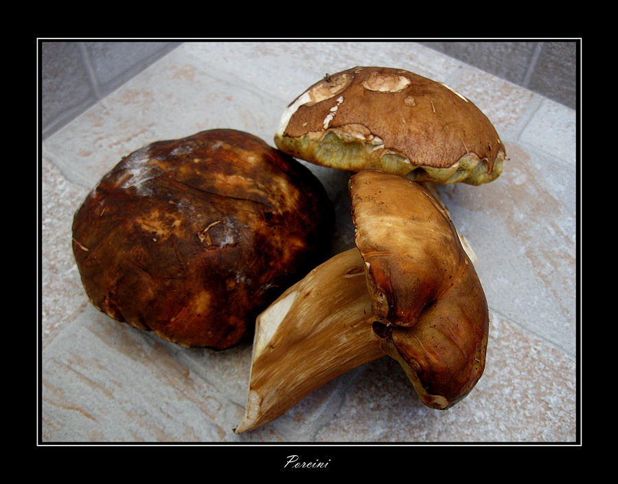 Porcini