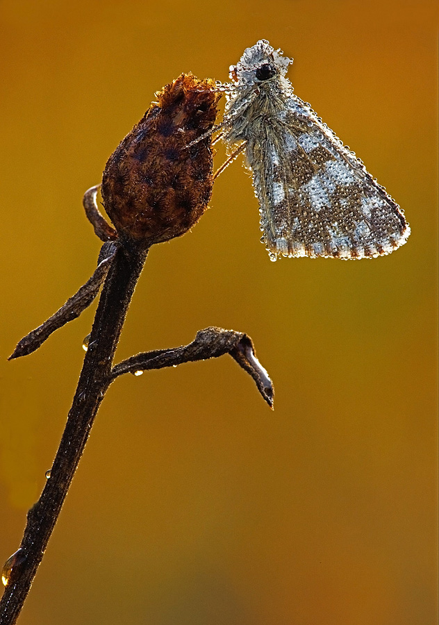 Pyrgus malvoides