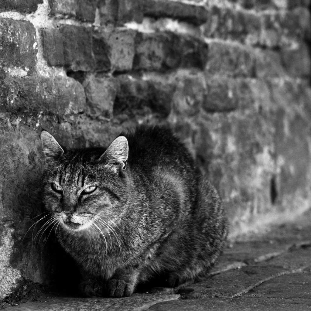 Composizione con gatto