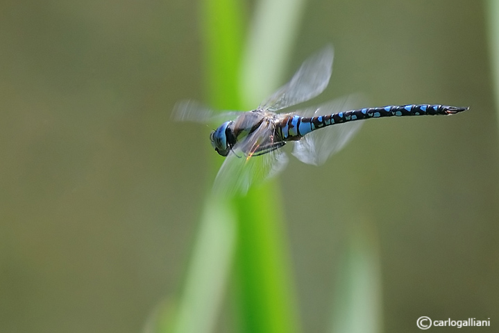 Aeshna mixta in volo