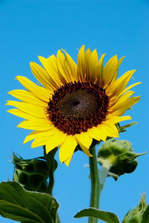 Girasole 1