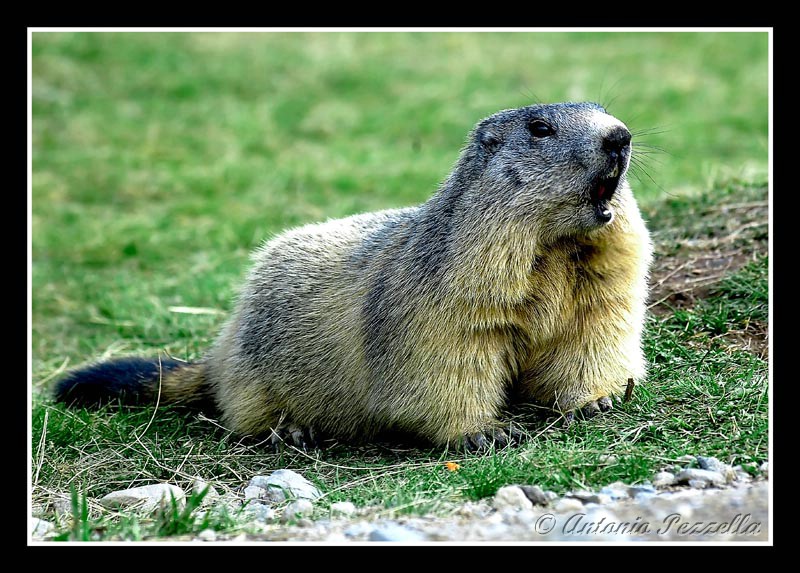 marmotta
