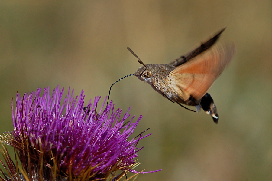 Macroglossum stellatarum