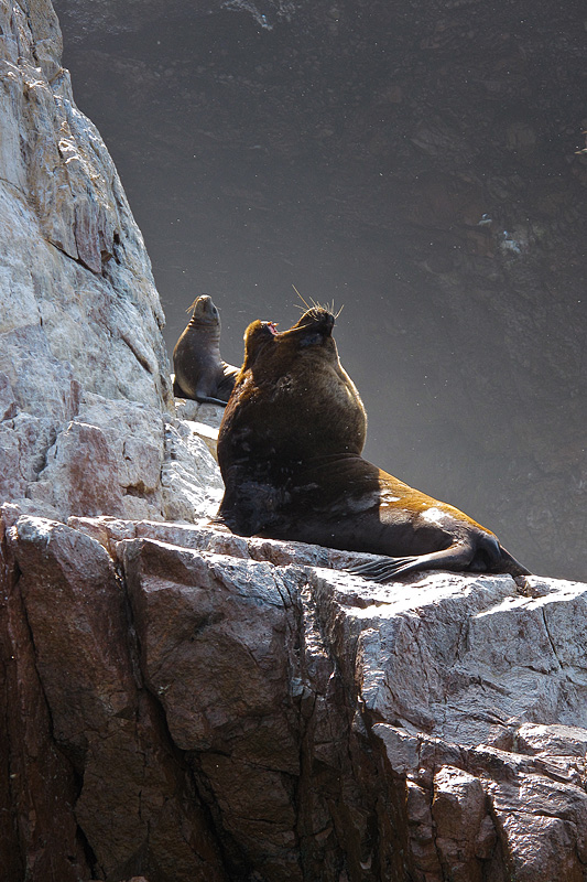 Leone Marino, Isole Ballestas - Per�