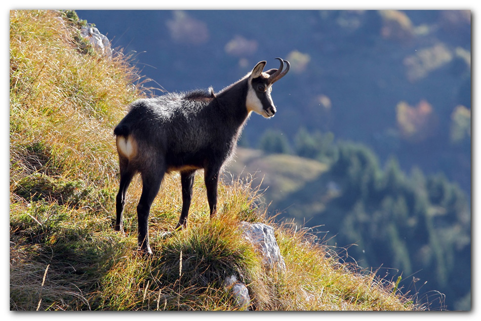 Un gran bel maschio.