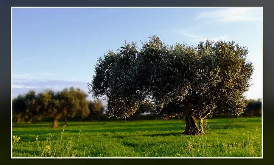 Ulivo