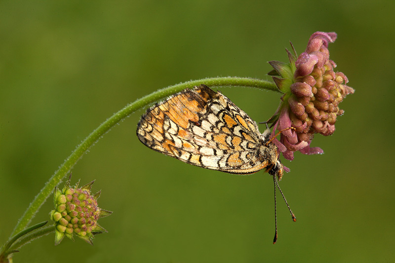 Melitaea athalia