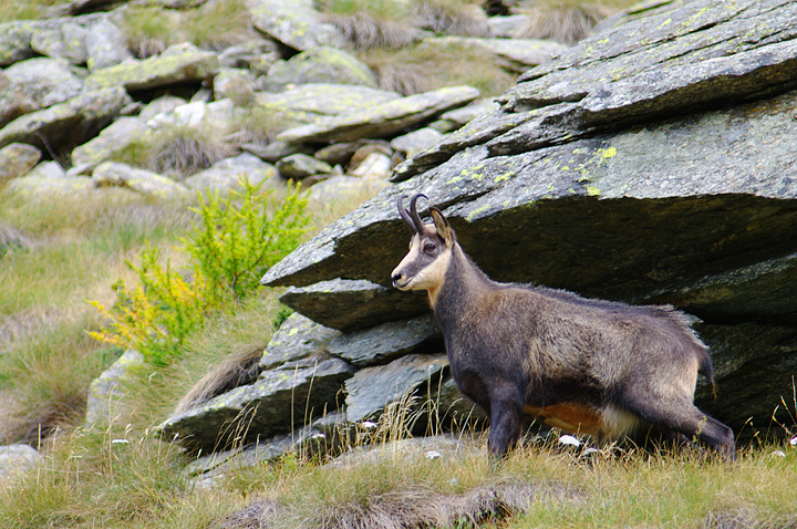 Camoscio - Parco nazionale del Gran Paradiso