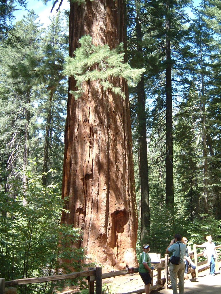 sequoia gigante