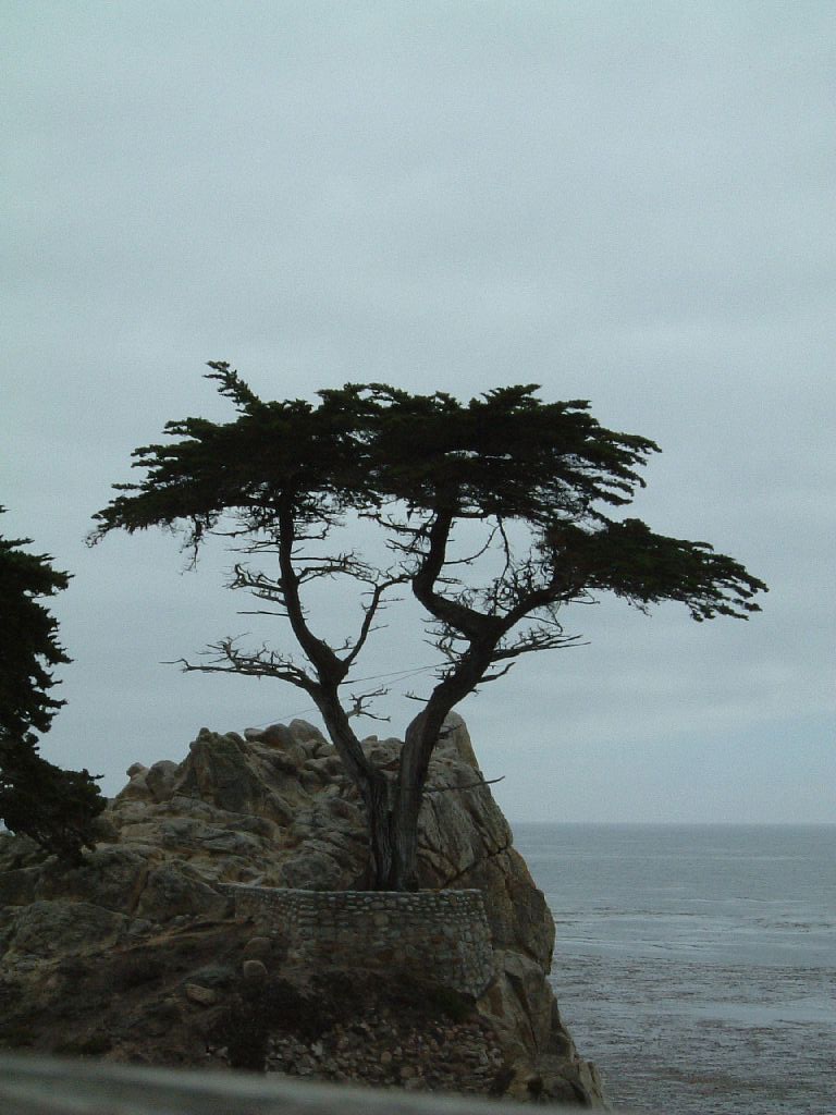 il "Cipresso Solitario"