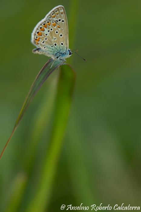 Licenide sullo scivolo